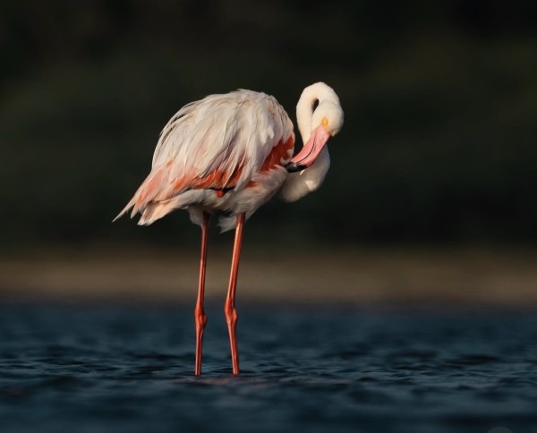 Sambhar Lake: Flamingos, Wildlife & City tour (1 Day)